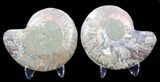 Sliced Fossil Ammonite Pair - Agatized #39596-1